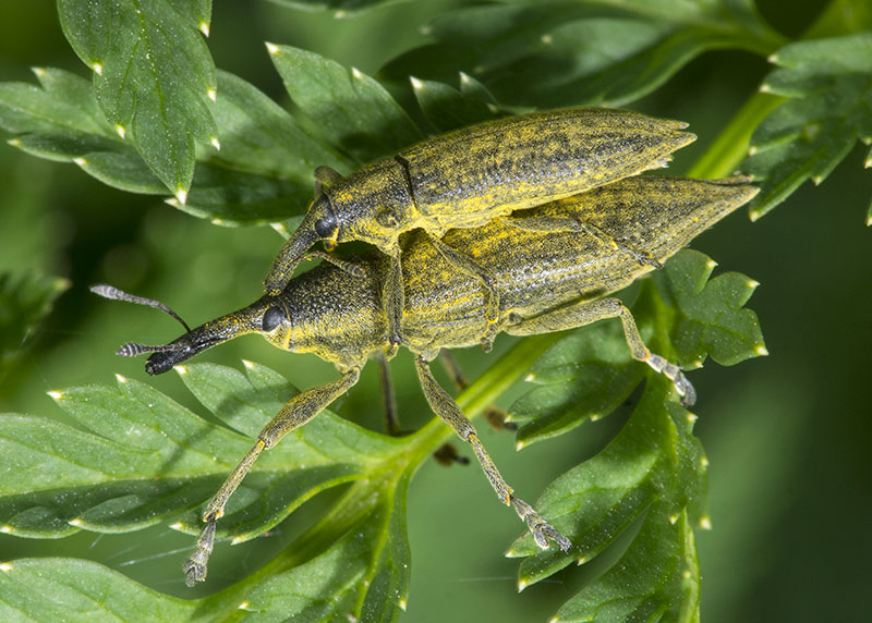 Curculionidae:  Lixus (Eulixus) iridis